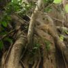 Ficus amplissima / Ficus tjiela / Ficus indica - Indian Bat Tree, Indian Bat fig, Pimpri, Pipri, Pipali - Image 4