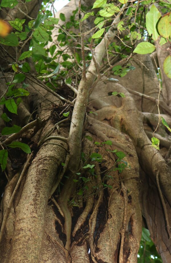 Ficus amplissima / Ficus tjiela / Ficus indica - Indian Bat Tree, Indian Bat fig, Pimpri, Pipri, Pipali - Image 4