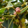 Ficus amplissima / Ficus tjiela / Ficus indica - Indian Bat Tree, Indian Bat fig, Pimpri, Pipri, Pipali - Image 5
