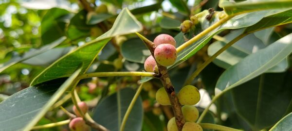 Ficus amplissima / Ficus tjiela / Ficus indica - Indian Bat Tree, Indian Bat fig, Pimpri, Pipri, Pipali - Image 5