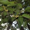 Ficus amplissima / Ficus tjiela / Ficus indica - Indian Bat Tree, Indian Bat fig, Pimpri, Pipri, Pipali - Image 6