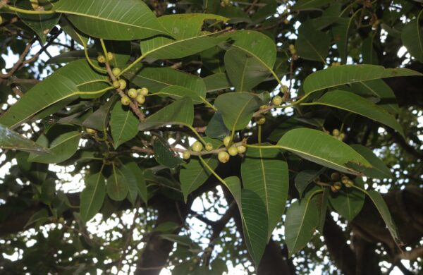 Ficus amplissima / Ficus tjiela / Ficus indica - Indian Bat Tree, Indian Bat fig, Pimpri, Pipri, Pipali - Image 6