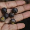 Ficus amplissima / Ficus tjiela / Ficus indica - Indian Bat Tree, Indian Bat fig, Pimpri, Pipri, Pipali - Image 7