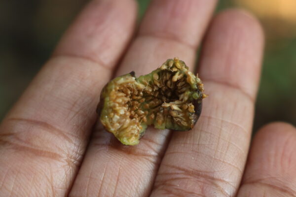 Ficus amplissima / Ficus tjiela / Ficus indica - Indian Bat Tree, Indian Bat fig, Pimpri, Pipri, Pipali - Image 8