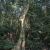 Ficus amplissima / Ficus tjiela / Ficus indica - Indian Bat Tree, Indian Bat fig, Pimpri, Pipri, Pipali - Image 9