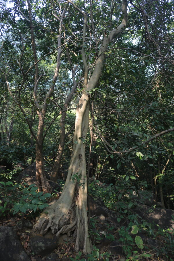 Ficus amplissima / Ficus tjiela / Ficus indica - Indian Bat Tree, Indian Bat fig, Pimpri, Pipri, Pipali - Image 9