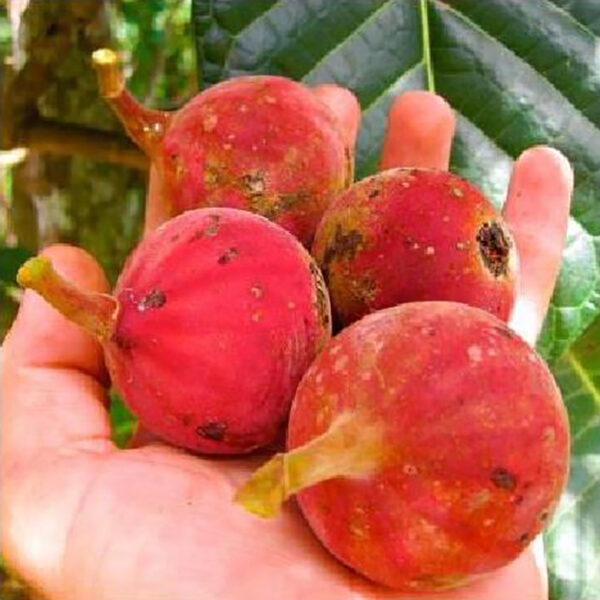 Ficus habrophylla - Red Fig, Gof Fig, New Caledonia Fig - Image 4