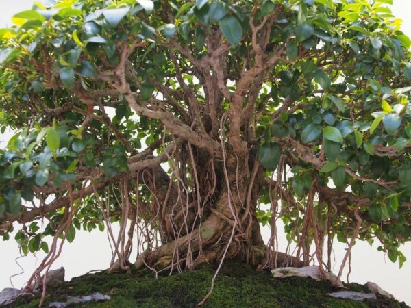Ficus obliqua - Small-leaved Fig