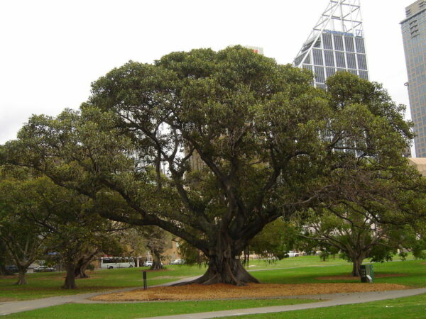 Ficus obliqua - Small-leaved Fig - Image 2