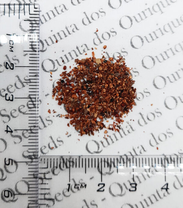 Ficus racemosa - Goolar, Cluster fig tree - Image 11
