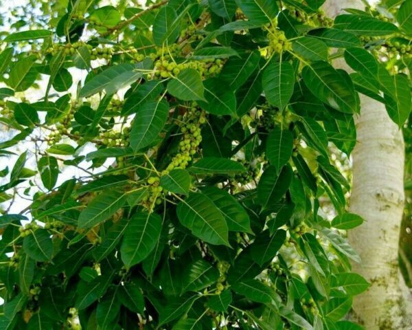 Ficus virens - White Fig - Image 4