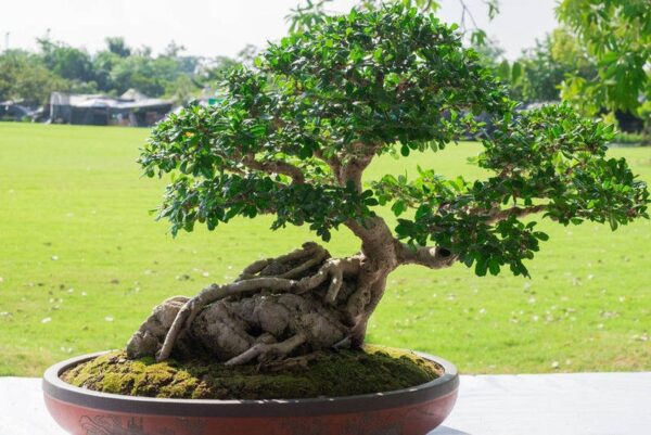 Ficus virens - White Fig - Image 5