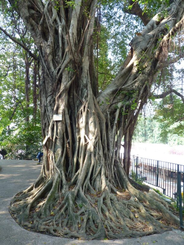 Ficus virens - White Fig - Image 6