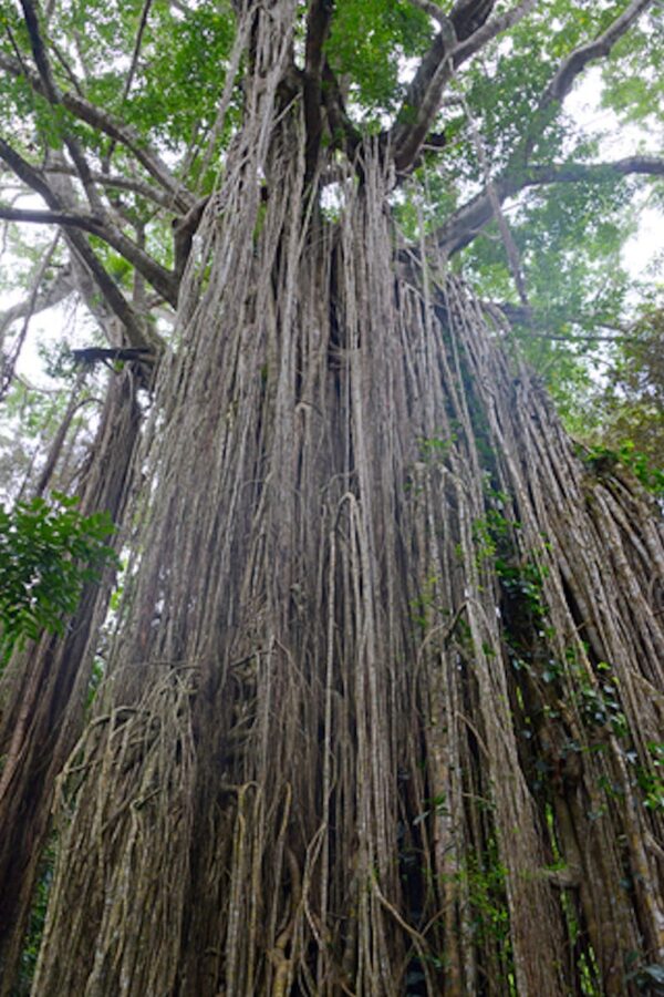 Ficus virens - White Fig - Image 7