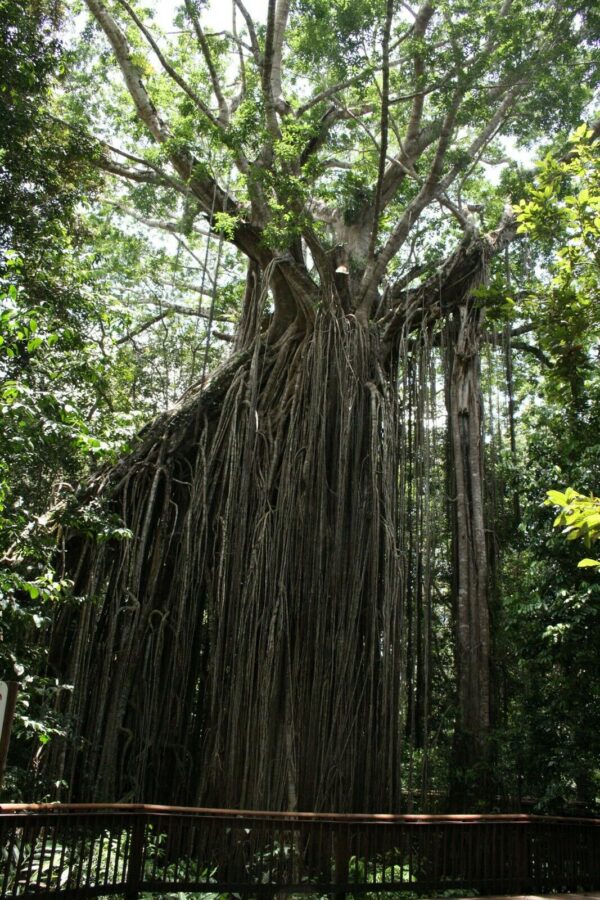 Ficus virens - White Fig - Image 9