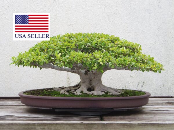 Ficus virens - White Fig - Image 10