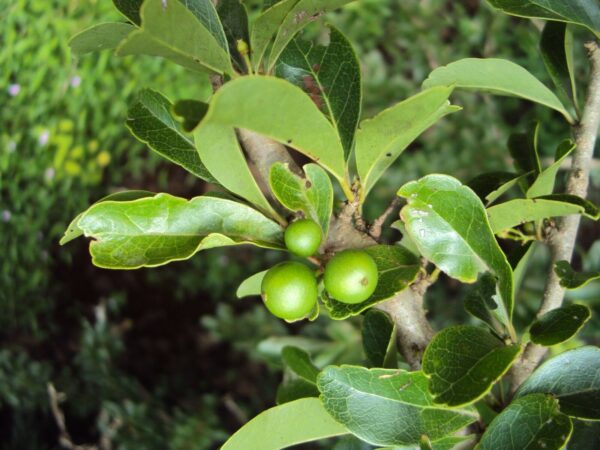 Flacourtia indica - Governor s Plum - Image 4