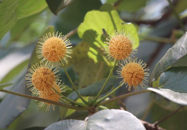 Haldina cordifolia - Haldu Tree