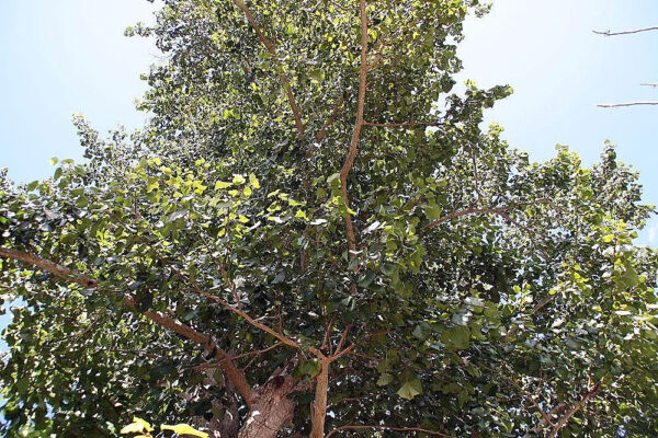 Haldina cordifolia - Haldu Tree - Image 2