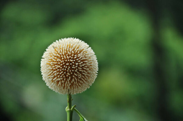 Haldina cordifolia - Haldu Tree - Image 3