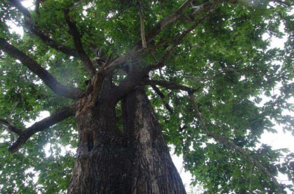Haldina cordifolia - Haldu Tree - Image 5