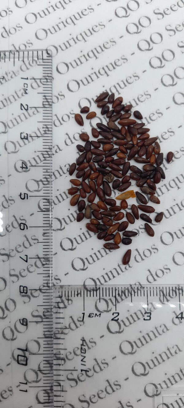 Hippophae rhamnoides / Elaeagnus rhamnoides - Sea Buckthorn - Image 8