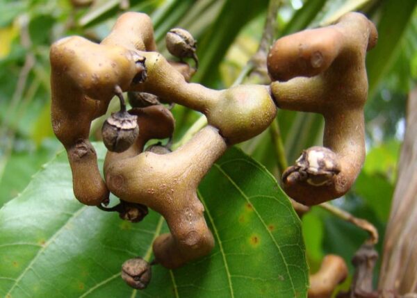 Hovenia dulcis - Japanese Raisin, Cajueiro-Japonês, Chi Kou, Chi Tsao, Chinese Raisin, Japanisches Mahagoni, Kemponashi, Mi Chih Kou, Mu Hsing, Mu Mi, Quaffbirne, Sarmiento Japones - Image 2