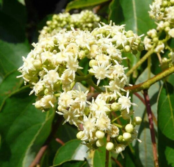 Hovenia dulcis - Japanese Raisin, Cajueiro-Japonês, Chi Kou, Chi Tsao, Chinese Raisin, Japanisches Mahagoni, Kemponashi, Mi Chih Kou, Mu Hsing, Mu Mi, Quaffbirne, Sarmiento Japones - Image 3