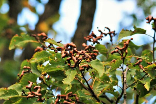 Hovenia dulcis - Japanese Raisin, Cajueiro-Japonês, Chi Kou, Chi Tsao, Chinese Raisin, Japanisches Mahagoni, Kemponashi, Mi Chih Kou, Mu Hsing, Mu Mi, Quaffbirne, Sarmiento Japones - Image 6