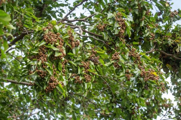 Hovenia dulcis - Japanese Raisin, Cajueiro-Japonês, Chi Kou, Chi Tsao, Chinese Raisin, Japanisches Mahagoni, Kemponashi, Mi Chih Kou, Mu Hsing, Mu Mi, Quaffbirne, Sarmiento Japones - Image 8