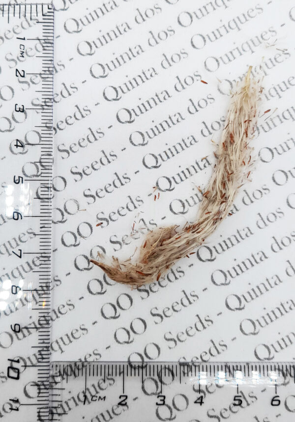 Imperata cylindrica / Lagurus cylindricus / Imperata arundinacea - Cogongrass, Kunai Grass, Japanese Bloodgrass, Blady Grass, Satintail, Spear Grass, Sword Grass, Thatch Grass - Image 2