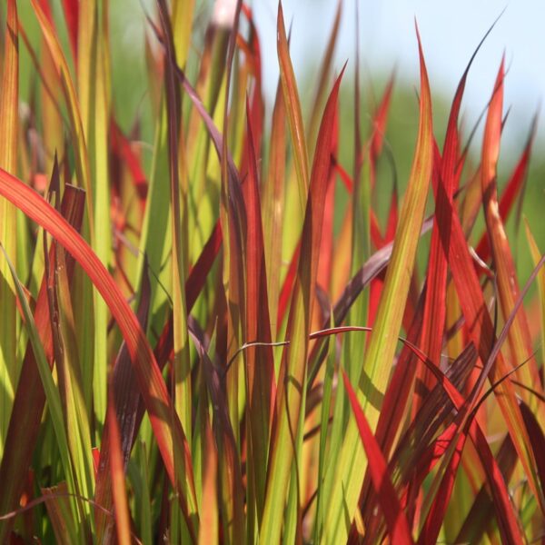 Imperata cylindrica / Lagurus cylindricus / Imperata arundinacea - Cogongrass, Kunai Grass, Japanese Bloodgrass, Blady Grass, Satintail, Spear Grass, Sword Grass, Thatch Grass
