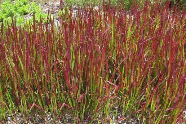 Imperata cylindrica / Lagurus cylindricus / Imperata arundinacea - Cogongrass, Kunai Grass, Japanese Bloodgrass, Blady Grass, Satintail, Spear Grass, Sword Grass, Thatch Grass - Image 4