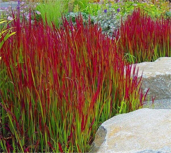Imperata cylindrica / Lagurus cylindricus / Imperata arundinacea - Cogongrass, Kunai Grass, Japanese Bloodgrass, Blady Grass, Satintail, Spear Grass, Sword Grass, Thatch Grass - Image 5