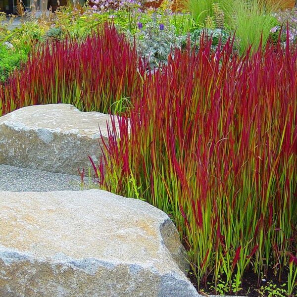 Imperata cylindrica / Lagurus cylindricus / Imperata arundinacea - Cogongrass, Kunai Grass, Japanese Bloodgrass, Blady Grass, Satintail, Spear Grass, Sword Grass, Thatch Grass - Image 6