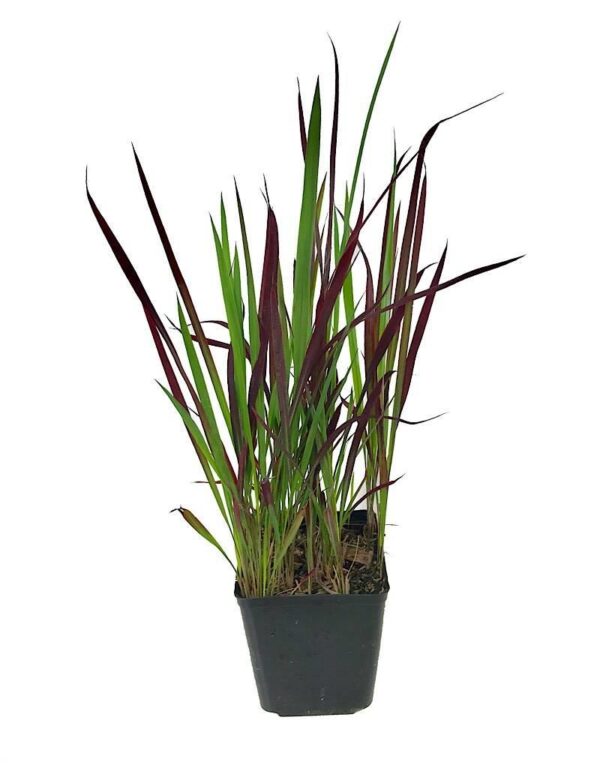 Imperata cylindrica / Lagurus cylindricus / Imperata arundinacea - Cogongrass, Kunai Grass, Japanese Bloodgrass, Blady Grass, Satintail, Spear Grass, Sword Grass, Thatch Grass - Image 7