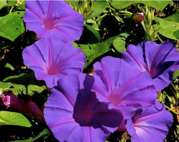 Ipomoea purpurea - Trepadeira morning glory, morning glory, rope of viola, ringer - Image 5