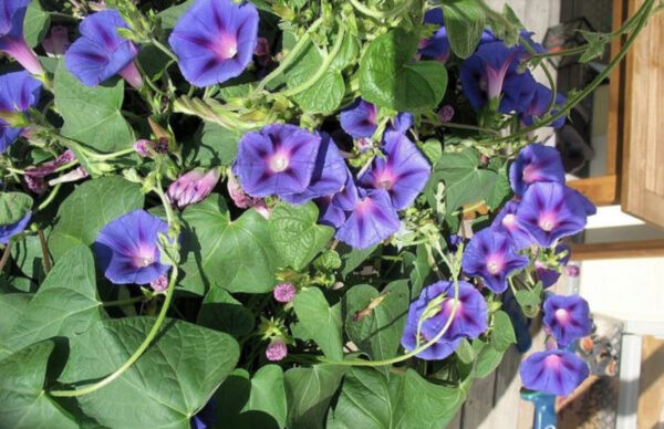 Ipomoea purpurea - Trepadeira morning glory, morning glory, rope of viola, ringer - Image 9