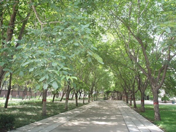 Juglans regia / Juglans duclouxiana / Juglans fallax - Hardy Carpathian, Persian Walnut, English Walnut, Carpathian Walnut, Madeira Walnu, Common Walnut - Image 5