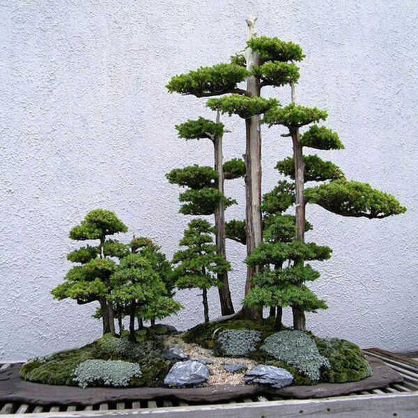 Juniperus chinensis - Chinese Juniper - Image 6