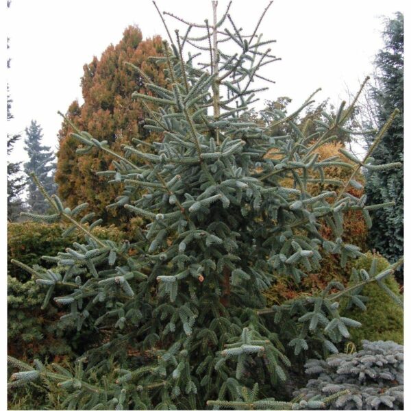 Abies pinsapo - Spanish Fir - Image 4