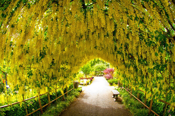 Laburnum anagyroides - Golden Rain
