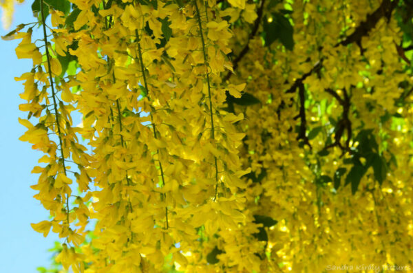 Laburnum anagyroides - Golden Rain - Image 3