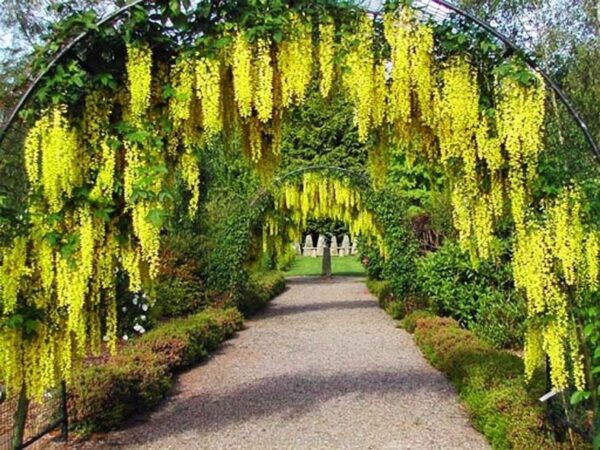 Laburnum anagyroides - Golden Rain - Image 6