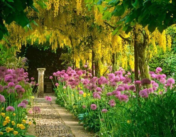 Laburnum anagyroides - Golden Rain - Image 7