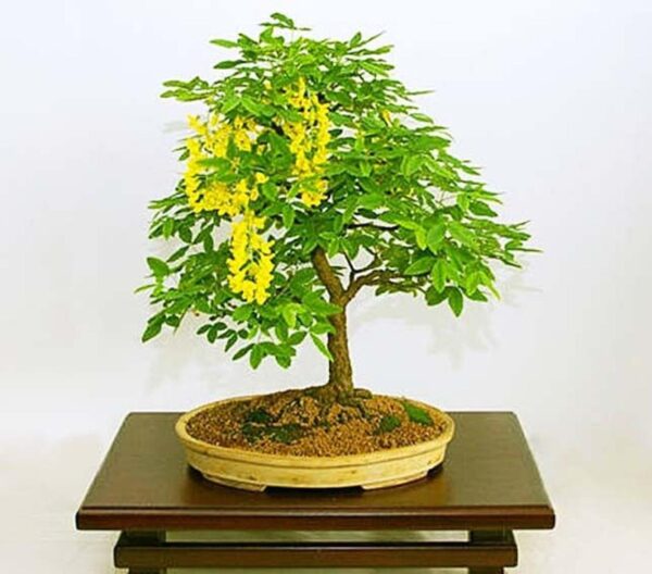 Laburnum anagyroides - Golden Rain - Image 8