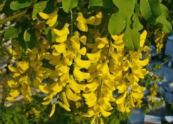 Laburnum anagyroides - Golden Rain - Image 9