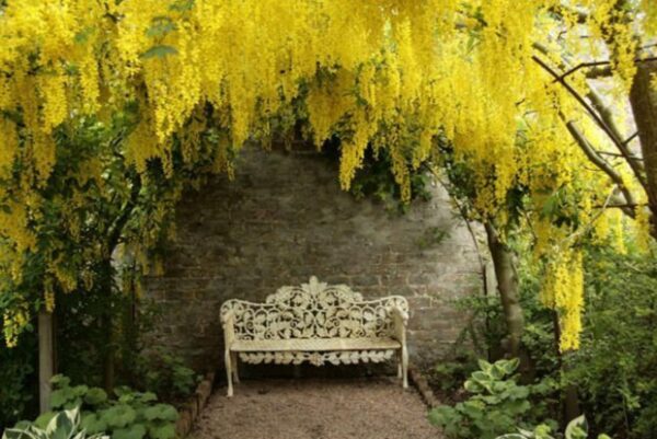 Laburnum anagyroides - Golden Rain - Image 10