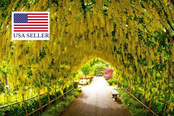 Laburnum anagyroides - Golden Rain - Image 11