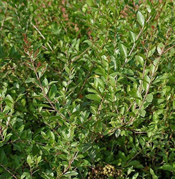 Lawsonia inermis - Henna Herb Tatoo - Image 2